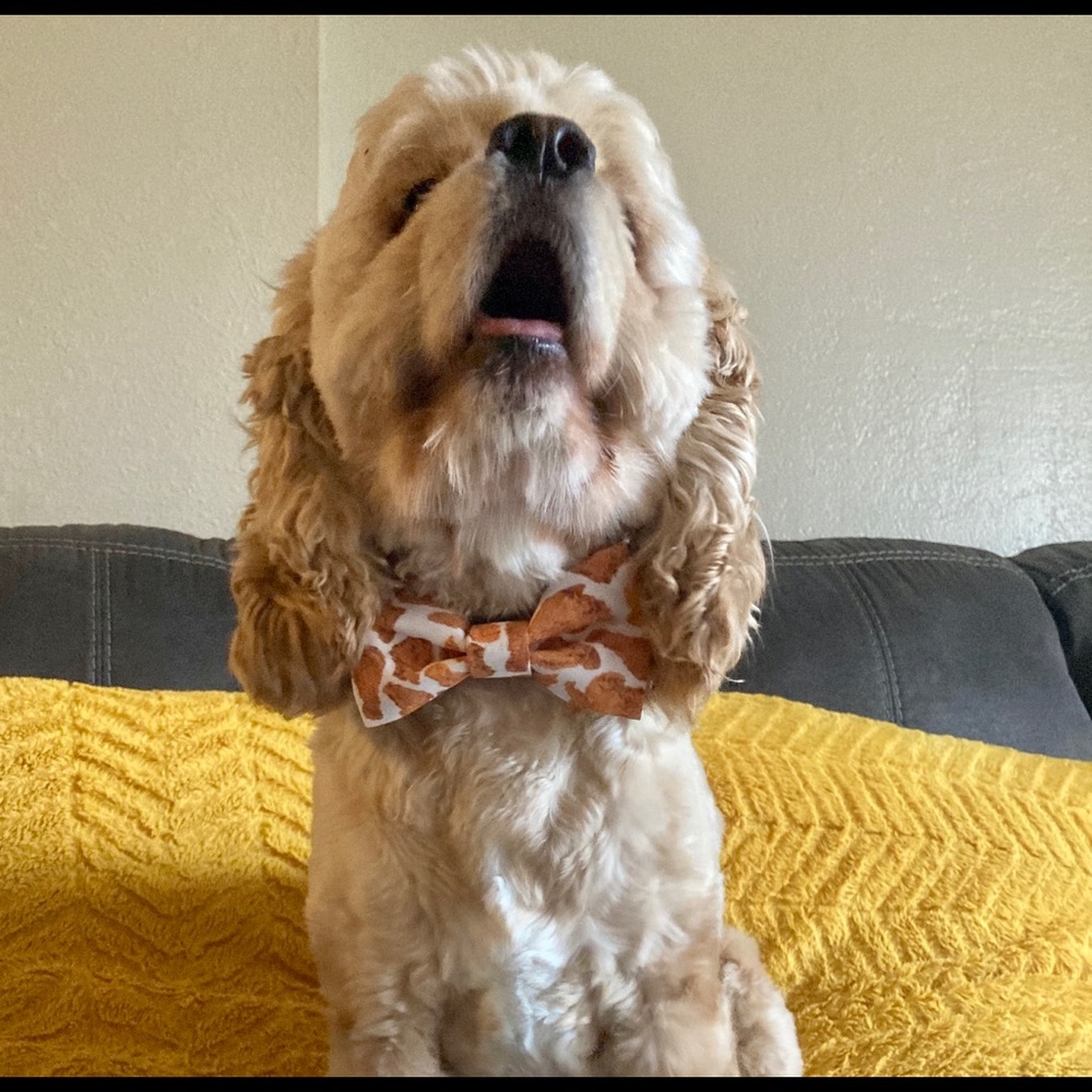Fried Chicken Dog Bow Tie